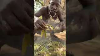 Primitive Cooking Without Modern Tools #Hadzabe #PrimitiveCooking #WildFood #shortsfeed