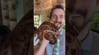 Are Rainbow Boas Anacondas?