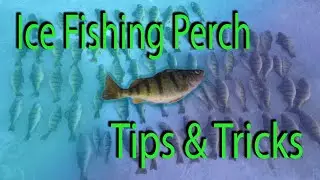 Ice Fishing for Deep Water Perch (Tips and Tricks)