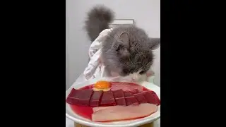 Big meat slices # The cat is most active during meals # Foodie cat # Video of a cat eating # Cat wh