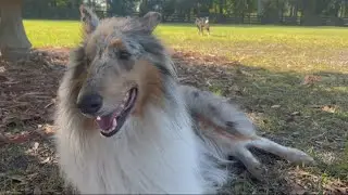 New age of dog parks: Rent a yard for private off-leash play!