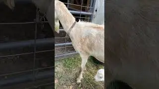Adorable Newborn Baby Goat and His Loving Mom