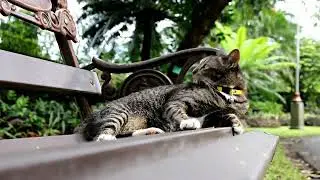 How do cats find their way home from far distances?