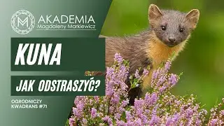 Ogrodniczy Kwadrans #71. Skuteczne sposoby na pozbycie się kuny