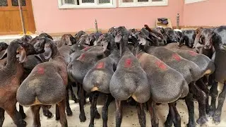 DOSTONBEKGA QO'ZI QO'CHQORLARNI DANAKLARI KELIDI.
