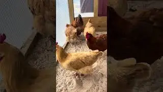 Cold morning #chicken #backyardanimals #backyardchickens #chickencoop #adorablechicks