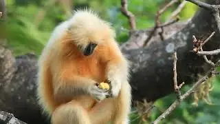 The Golden Majesty- Golden Langur(Trachypithecus geei)