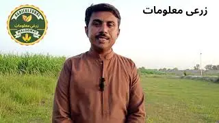 #government of #sindh #wheat #support #program procedure @Agriculturalmaloomat 
