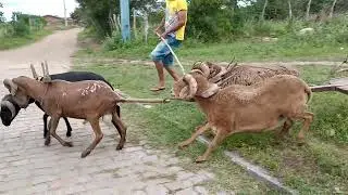 olha pessoal que coisa interessante