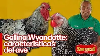 Conoce la gallina de raza Wayandotte | Granja San Lucas