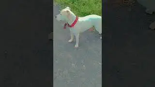 dog shot by police, dog shots at home, dog shot dead,#shortsvideo #viralvideo