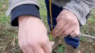 Vigna  Legatura Vite