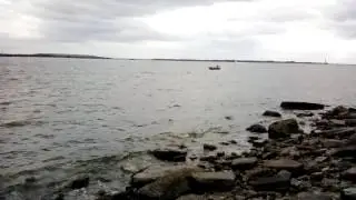 Dolphin's at Davis Island tampa Florida