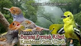 Suara Pikat Burung Prenjak Ribut. Kombinasi Sirtu/Cipoh. Paling Ampuh..