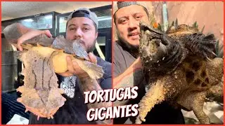 TORTUGAS ACUÁTICAS Y REVISANDO REPTILES 🦎🐍🐢