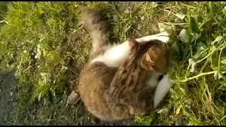Kucing Gembul Lucu Ketagihan Main !! 🤣🤣