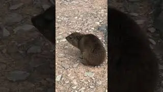 Amazing Discovery! A Dassie (Rock Hyrax) on Table Mountain, South Africa, Sept 2018