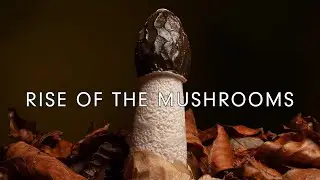 Rise of the Mushrooms - Short Film