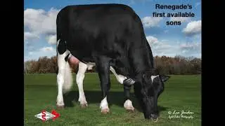 RENEGADE'S SONS_ENG