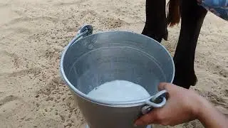 Live milking by Hand # Murrah buffalo milking # animal feeding # farming 