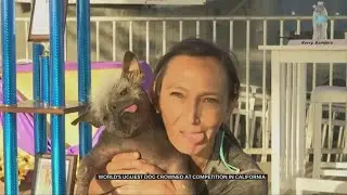 Arizona Dog Wins World&rsquo;s Ugliest Dog Contest