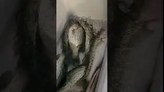 Catch, Clean, Vacuum Sealing Crappies and Bass