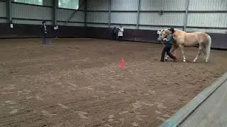 Arenso LK1/2A Showmanship at Halter EWU-AQ Stavern 12 juli 2019