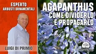 Come dividere e moltiplicare l'agapanthus