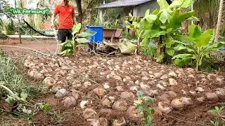 How to Grow Coconut Tree from Seed l Grow Coconut Palm by Germinate l Seeding 500pcs of Coconut
