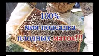1 Часть  Смена маток в бродячих роях на свою плодную матку, результат 100%