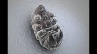Tardigrades