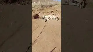Köyde havalar  soğuk ama,  Ortam sıcak Tavuklar iyi Pars ve Fındık iyi O zaman bizde iyiyiz😊