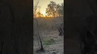 A newborn elephant taking its first steps