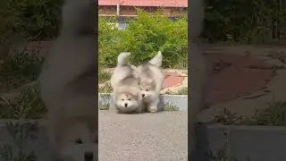 Let's play with 2 alaska adorable puppy dolls | Funny Fluffy Pets  #pets #animals #cutedog