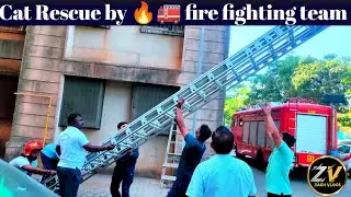 Dramatic Cat Rescue by Brave Firefighters