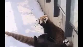 Red Panda| Cat Bear