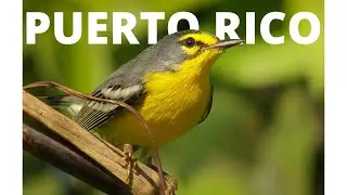 Fotografía de aves y vida silvestre en Puerto Rico (Bird Photography)