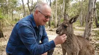 Grey Kangaroo Macropus fuliginosus