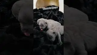 SEARCHING FOR MOM 😆🙃 #cute #newborn #baby #frenchie #love #bluefrenchbulldog #viralvideo #shortsfeed