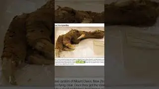 The Mystery of Mount Owen & the Prehistoric Moa 🦤⛰️ #AncientHistory #MoaDiscovery