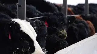 AG etc 09262019 Cattle U Frank Goedeken