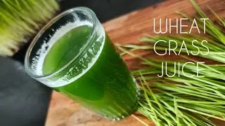 WHEAT GRASS JUICE 🌾|| గోధుమ గడ్డి రసం ||GROW AT HOME ||NATURAL BLOOD 