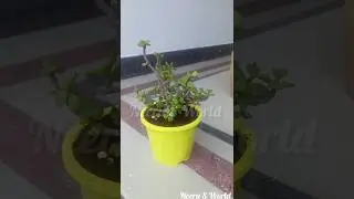 Online  live Jade Plant Unboxing! #shorts #jadeplant  #liveplant