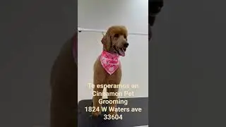 Servicio de peluquer&iacute;a canina Tampa Florida ✅️ ✔️