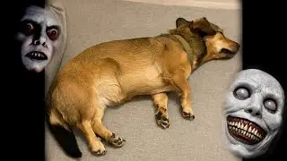 Dog Crying in Sleep