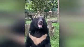 Try Not To Laugh : Animals Doing Dumb Stuff🤣(Part 1)