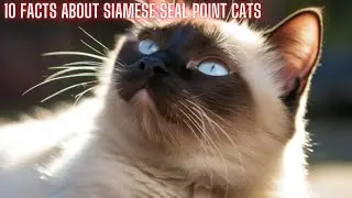 10 facts about Siamese Seal Point Cats