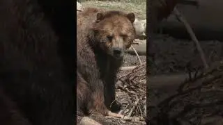 Сравнение запахов бладхаунда и гризли #сравнениеживотных #природа #дикаяприрода