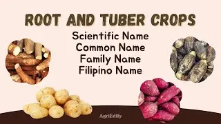 ROOT AND TUBER CROPS | Scientific Name | Common Name | Family Name | English Name | AgriEdify