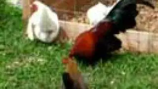 bantams/Old English Game Bantams/Making Red Pyles&BB's